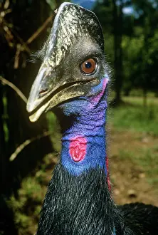 Eric Lindgren: DWARF CASSOWARY