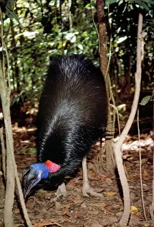 Eric Lindgren: Dwarf Cassowary - searching forest floor