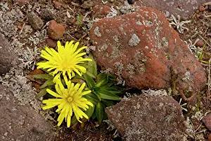 Cotopaxi: A very dwarf cat's ear - in the high paramo on Cotopaxi