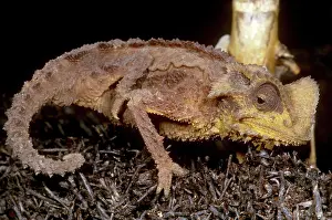 Armored: Dwarf Chameleon