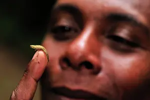 Minima: Dwarf Chameleon / Pygmy Leaf Chameleon