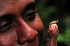 Minima: Dwarf Chameleon / Pygmy Leaf Chameleon