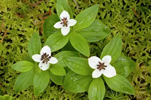 Cornel: Dwarf cornel