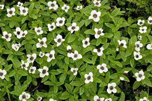 Cornel: Dwarf cornel