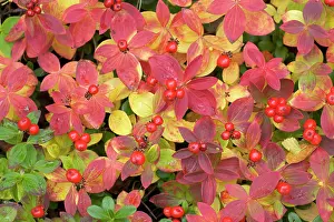 Cornus: Dwarf Cornel