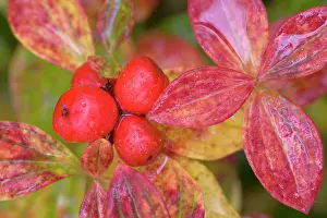 Cornus: Dwarf Cornel