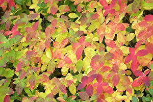 Cornus: Dwarf Cornel