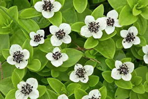 Cornus: Dwarf Cornel in flower