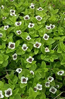 Cornus: Dwarf Cornel in flower