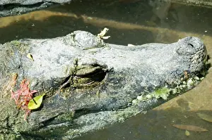 Osteolaemus: Dwarf Crocodile