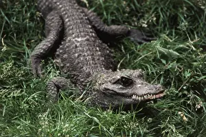 Osteolaemus: Dwarf Crocodile