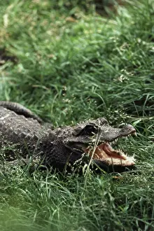Osteolaemus: Dwarf Crocodile