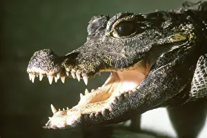 Crocodylia: Dwarf Crocodile