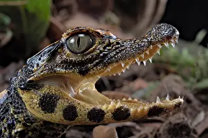 Snout: Dwarf crocodile (Osteaolaemus tetraspis), juvenile