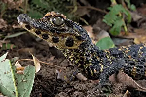 Ghana: Dwarf crocodile (Osteaolaemus tetraspis), juvenile