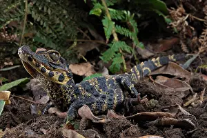 Ghana: Dwarf crocodile (Osteaolaemus tetraspis), juvenile