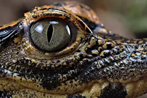Ghana: Dwarf crocodile (Osteaolaemus tetraspis), juvenile