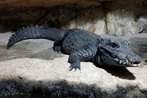 Osteolaemus: Dwarf crocodile, West Africa