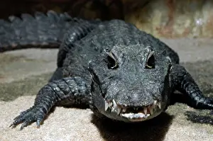 Osteolaemus: Dwarf crocodile, West Africa