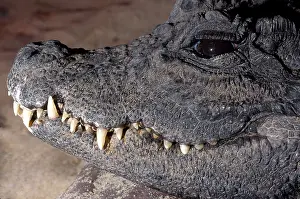 Osteolaemus: Dwarf crocodile - West Africa