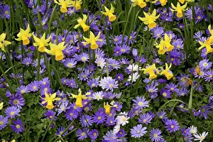 Blanda: Dwarf daffodils and Anemone blanda in garden border
