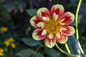 Moselle: Dwarf Dahlia Flower Cute Pooh, Summer, Moselle