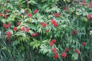 Sambucus: Dwarf Elder