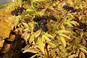 Sambucus: Dwarf Elder, or Danewort - in fruit