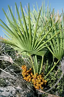 Humilis: Dwarf Fan Palm - in fruit