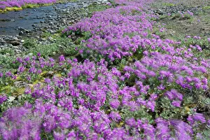 Slow: Dwarf Fireweed