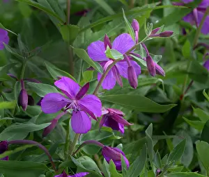 Dwarf: Dwarf fireweed, Chamerion Latifolium, Hatcher Pass