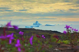 Epilobium: Dwarf Fireweed along the coast with icebergs
