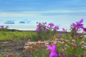 Epilobium: Dwarf Fireweed along the coast with icebergs