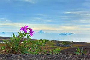 Epilobium: Dwarf Fireweed along the coast with icebergs