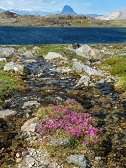 Fjord: Dwarf fireweed or river beauty willowherb, local name