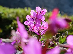 Fjord: Dwarf fireweed or river beauty willowherb, local name