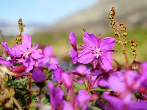 Fjord: Dwarf fireweed or river beauty willowherb, local name