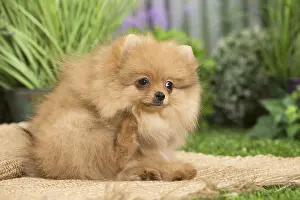 Pomeranians: Dwarf German Spitz Dog puppy