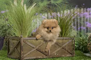 Pomeranians: Dwarf German Spitz Dog puppy