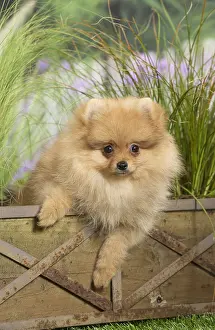 Pomeranians: Dwarf German Spitz Dog puppy