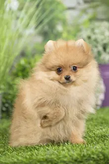Pomeranians: Dwarf German Spitz Dog puppy