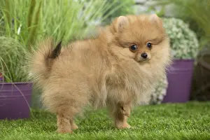 Pomeranians: Dwarf German Spitz Dog puppy