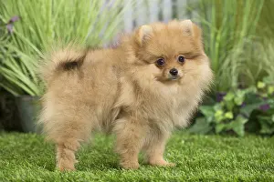 240517: Dwarf German Spitz Dog puppy
