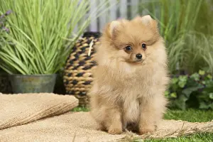240517: Dwarf German Spitz Dog puppy