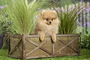 Boxes: Dwarf German Spitz Dog puppy