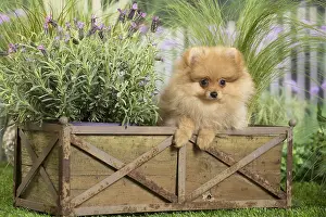 Boxes: Dwarf German Spitz Dog puppy
