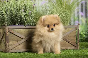 Boxes: Dwarf German Spitz Dog puppy