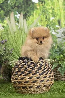 Dwarf German Spitz Dog puppy in basket