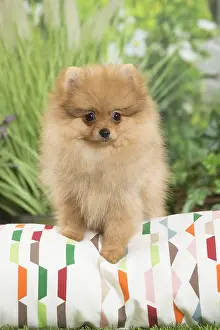 Cushions: Dwarf German Spitz Dog puppy on cushion