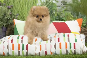 Cushions: Dwarf German Spitz Dog puppy on cushion